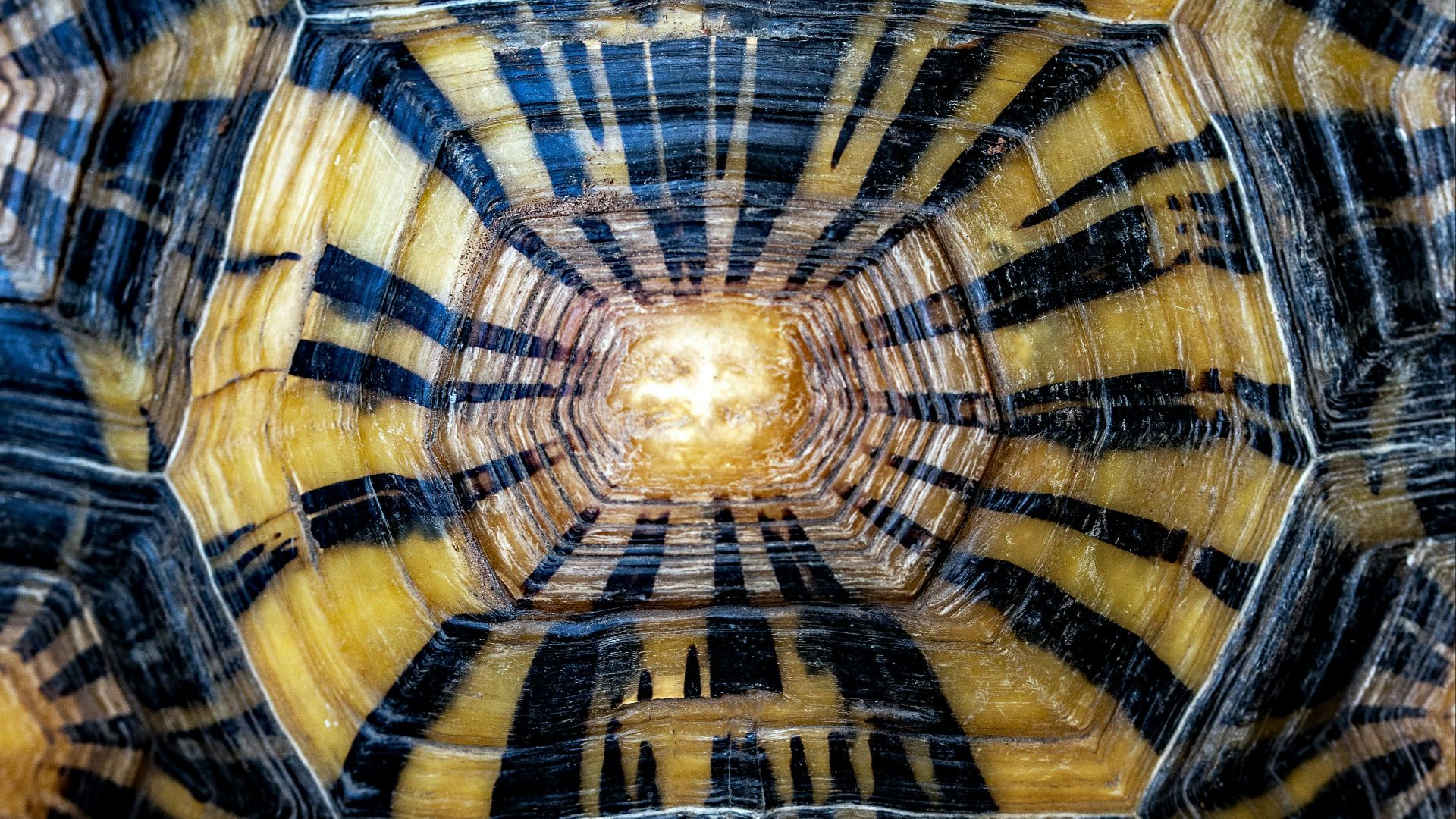 15. Imprimé écaille de tortue