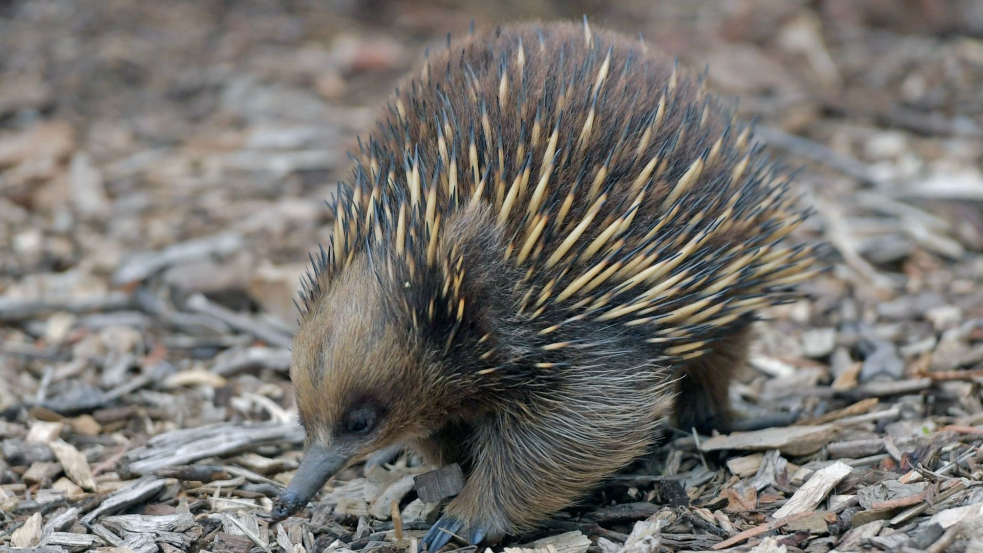 10. L'échidné à long bec d'Attenborough