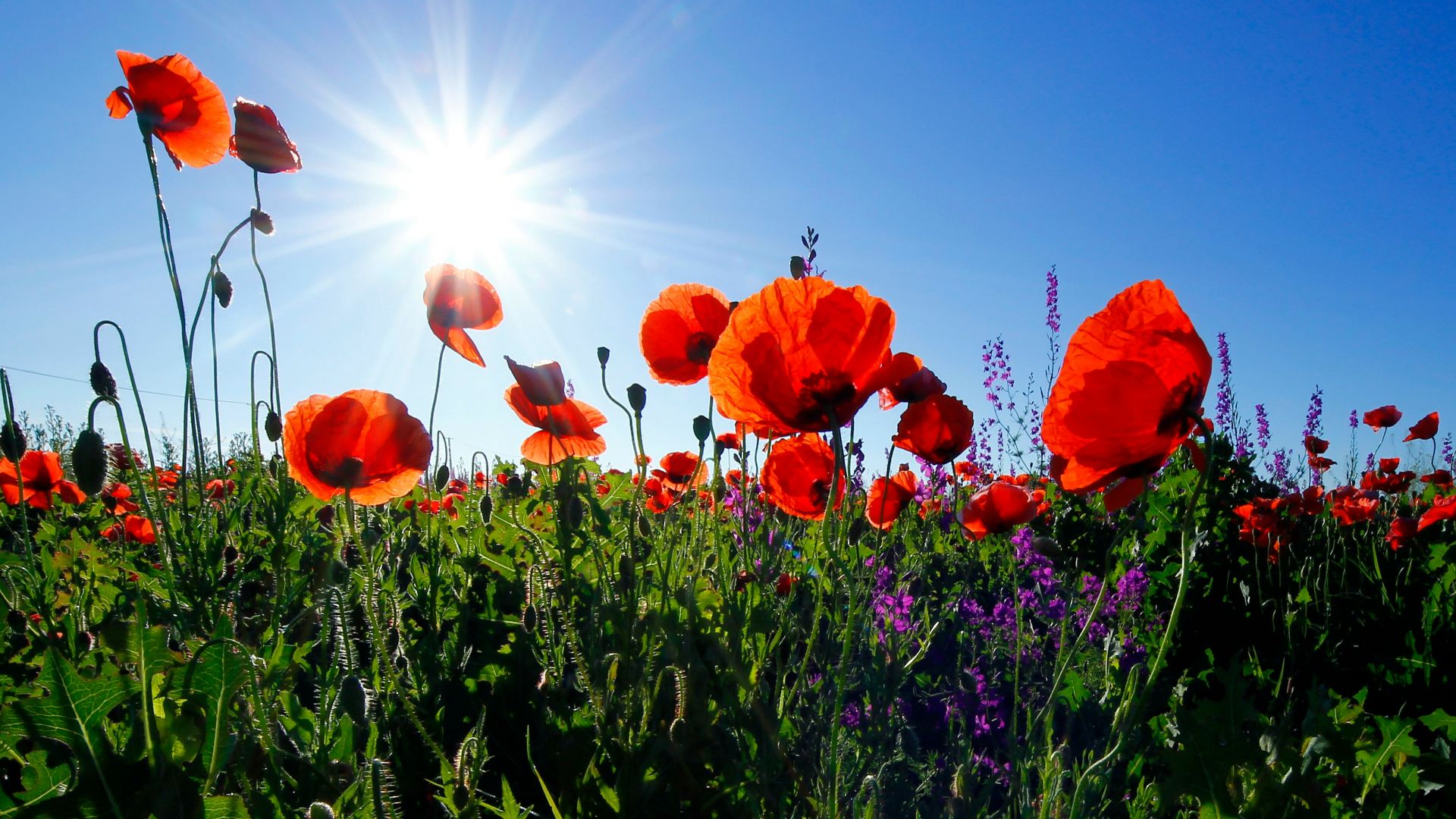 6. Poppy
