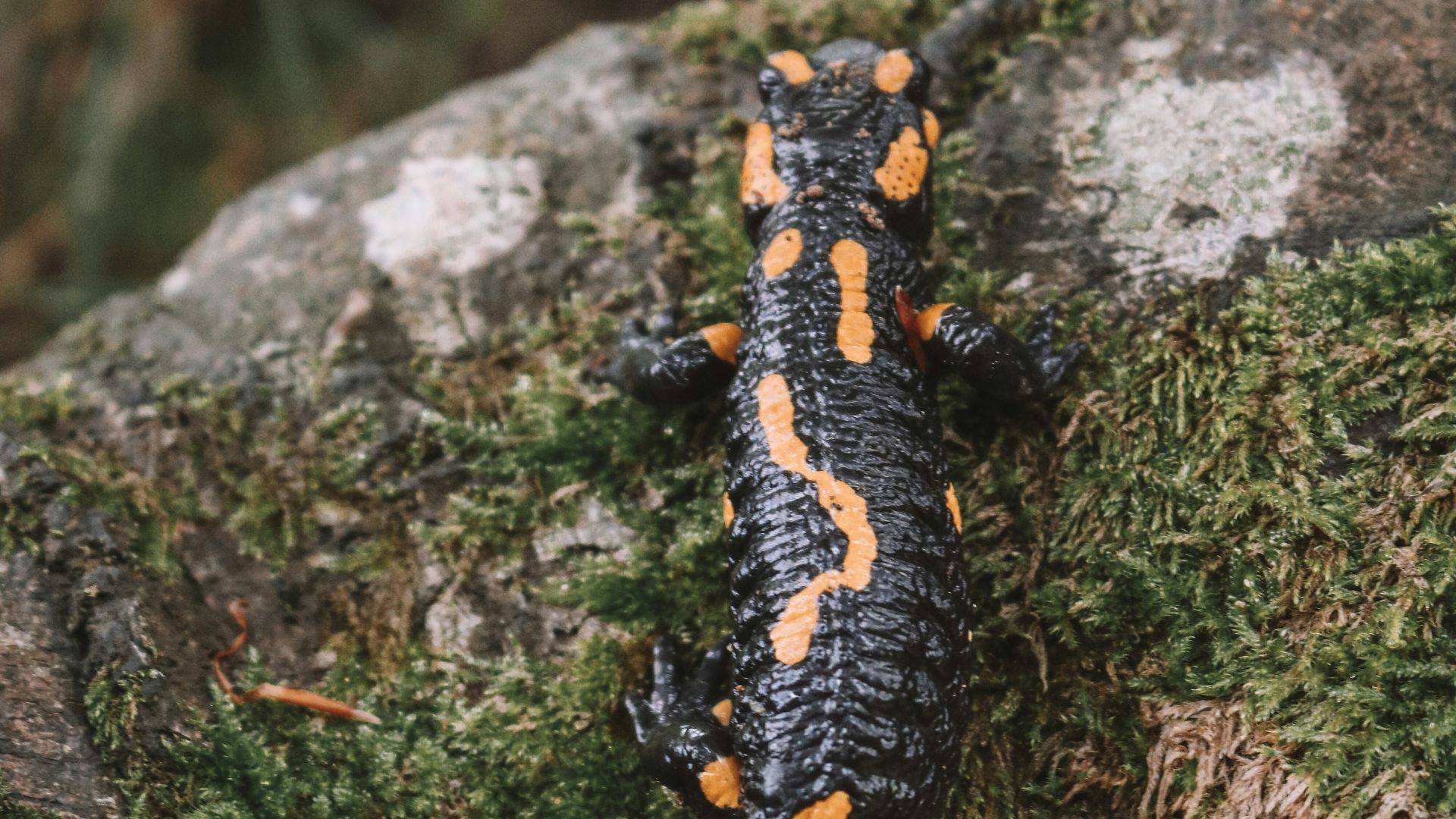 13. La salamandre grimpeuse de Jackson