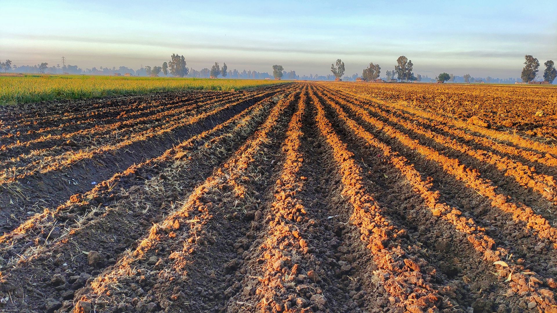 5. Les agriculteurs devaient à l'État plusieurs semaines de travail non rémunéré
