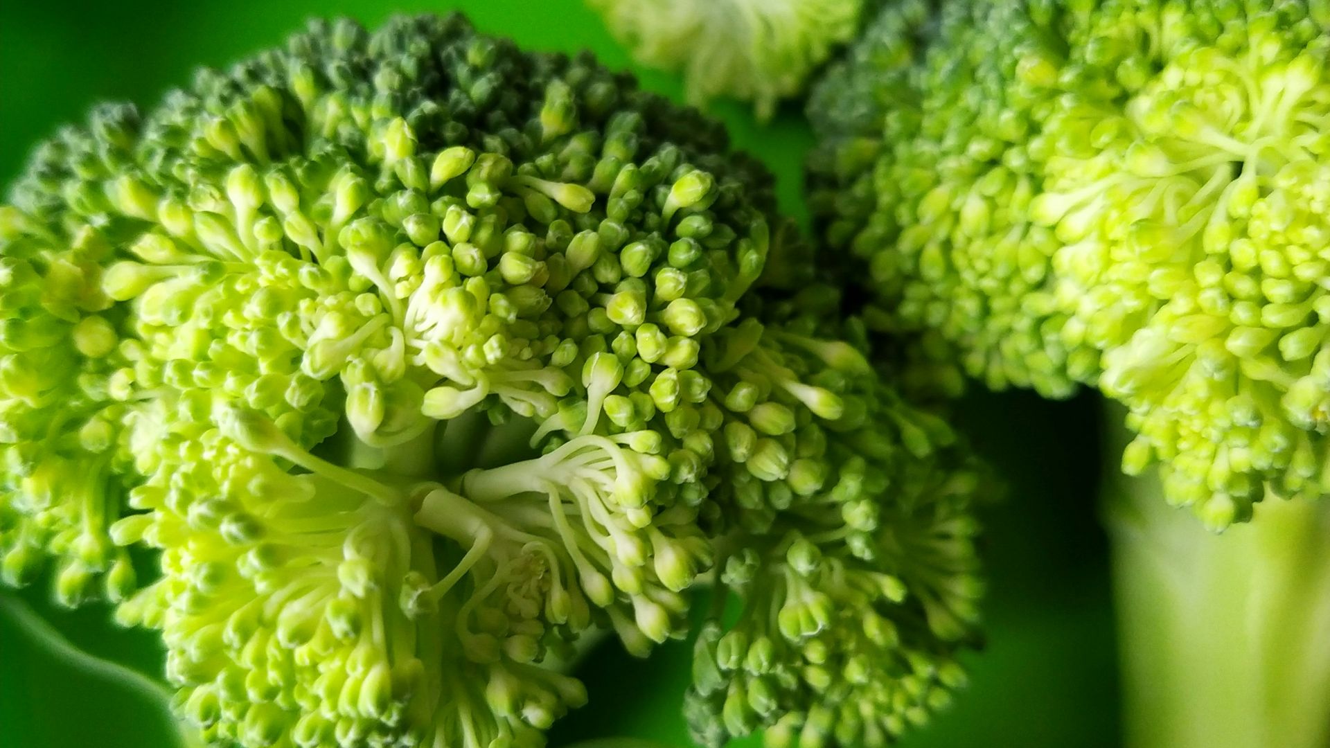 15. Brocoli