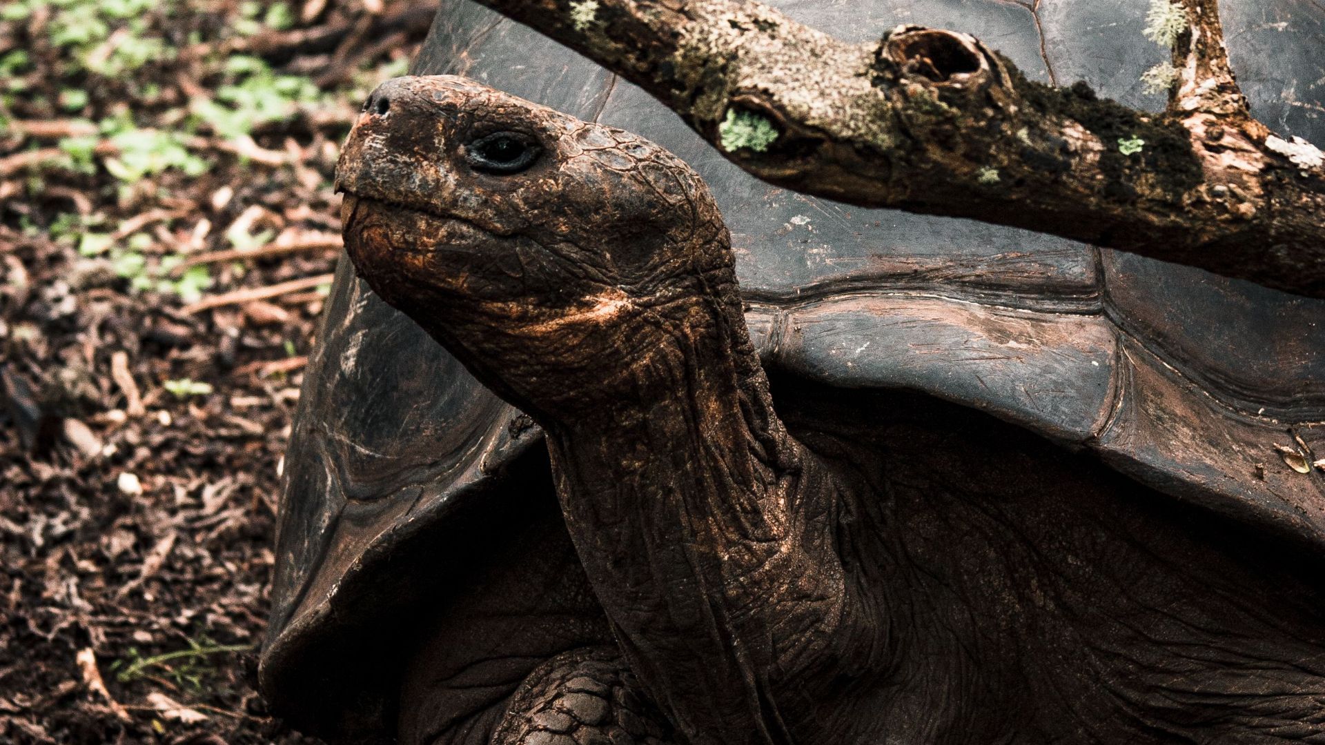 8. La tortue géante de Fernandina
