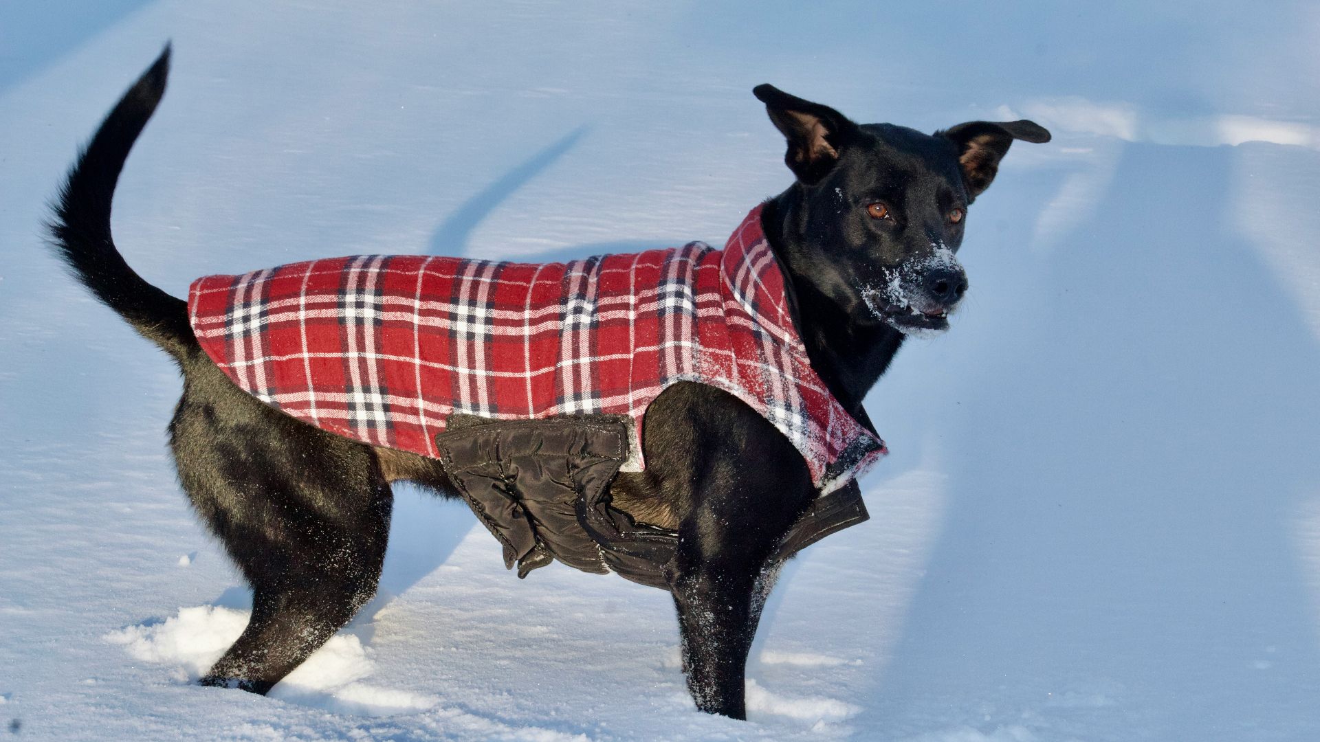 9. Manteaux pour chiens à motifs écossais et à carreaux