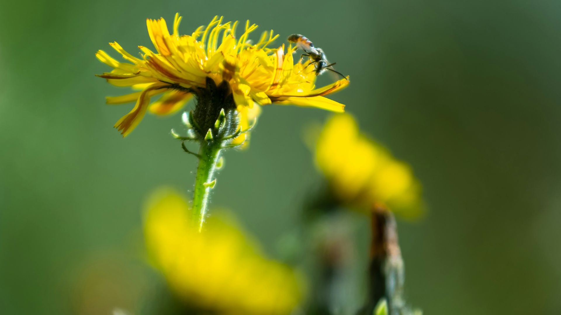 13. Feuilles de pissenlit crues