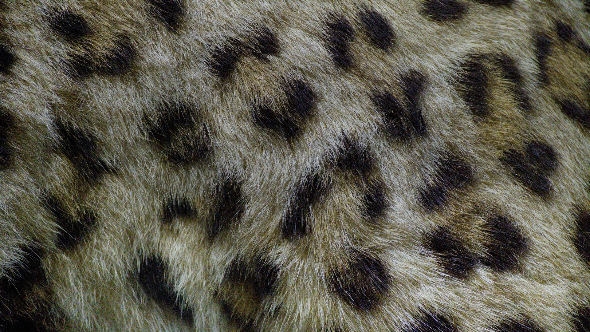 5. Imprimé guépard