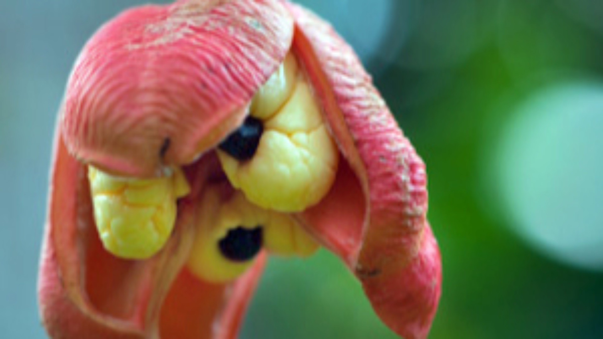8. L'ackee