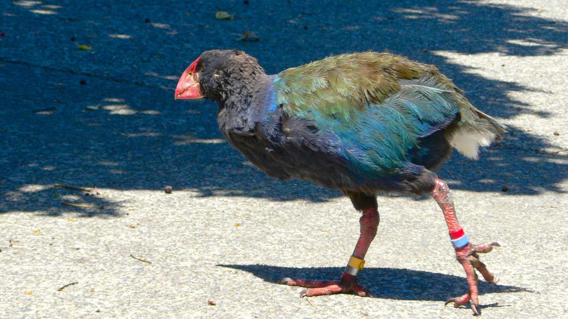 2. Takahē de l'île du Sud