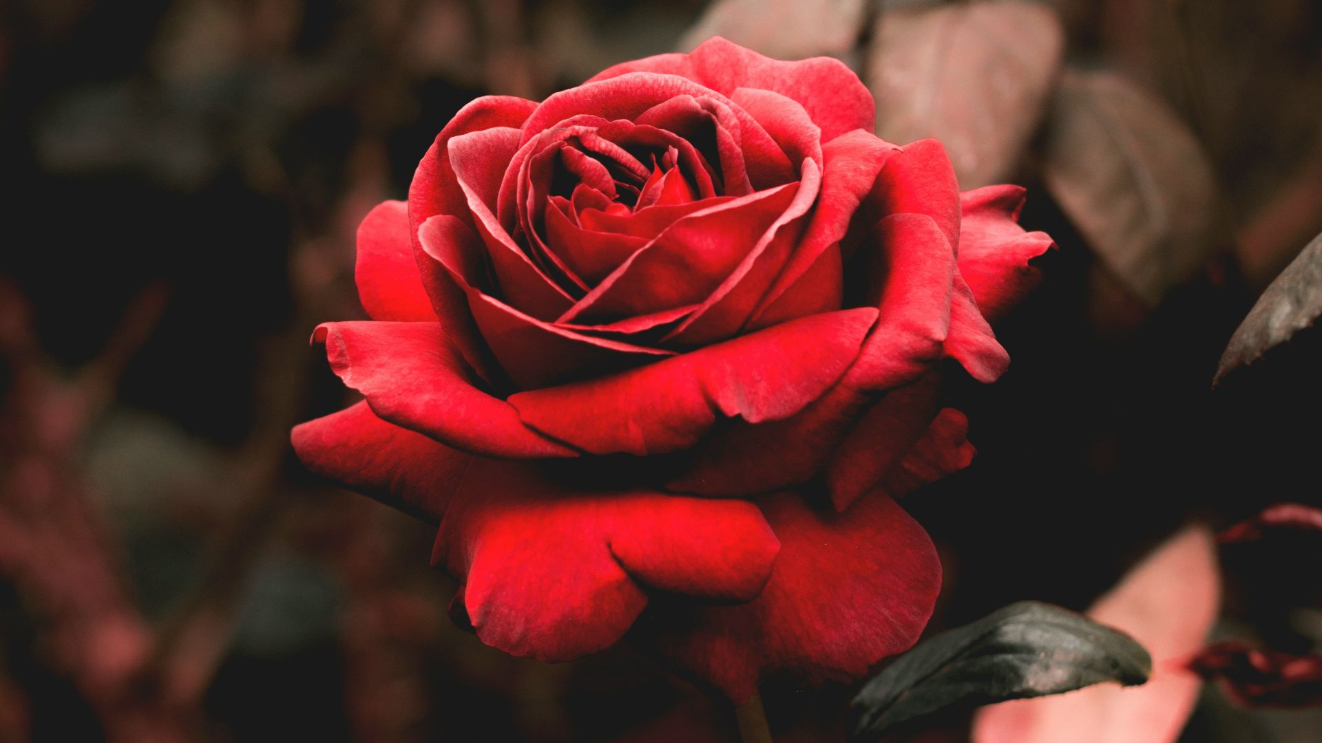 10. Transmettre un message avec des fleurs
