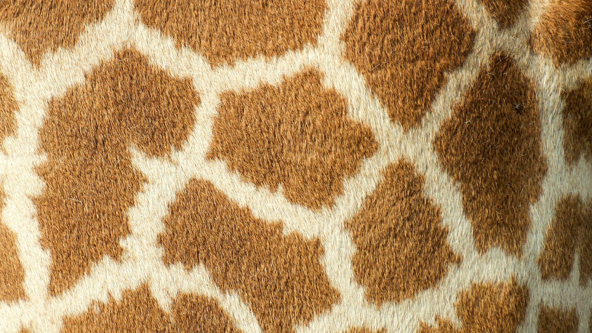 6. Imprimé girafe