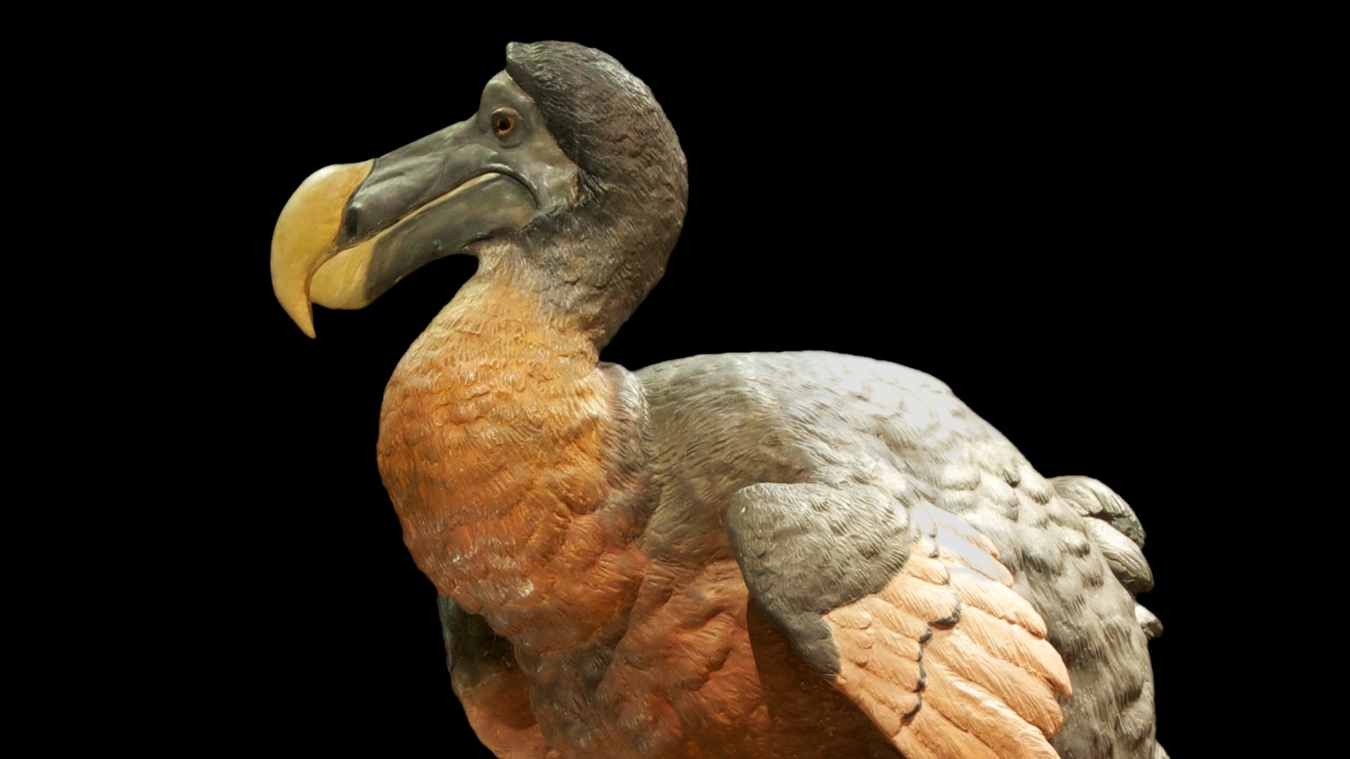 19. Le Dodo