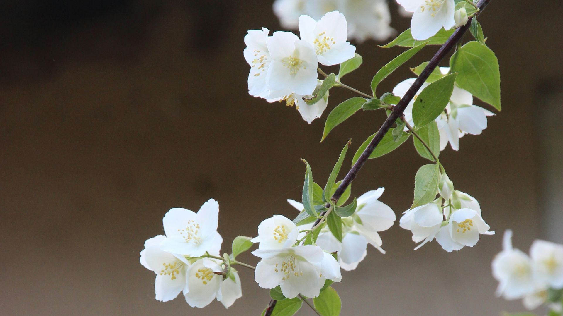 7. Jasmin