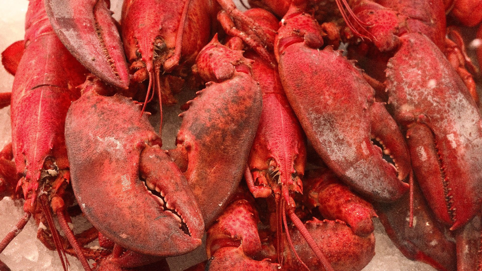 13. Boudinettes de homards, de crevettes ou de crevettes roses