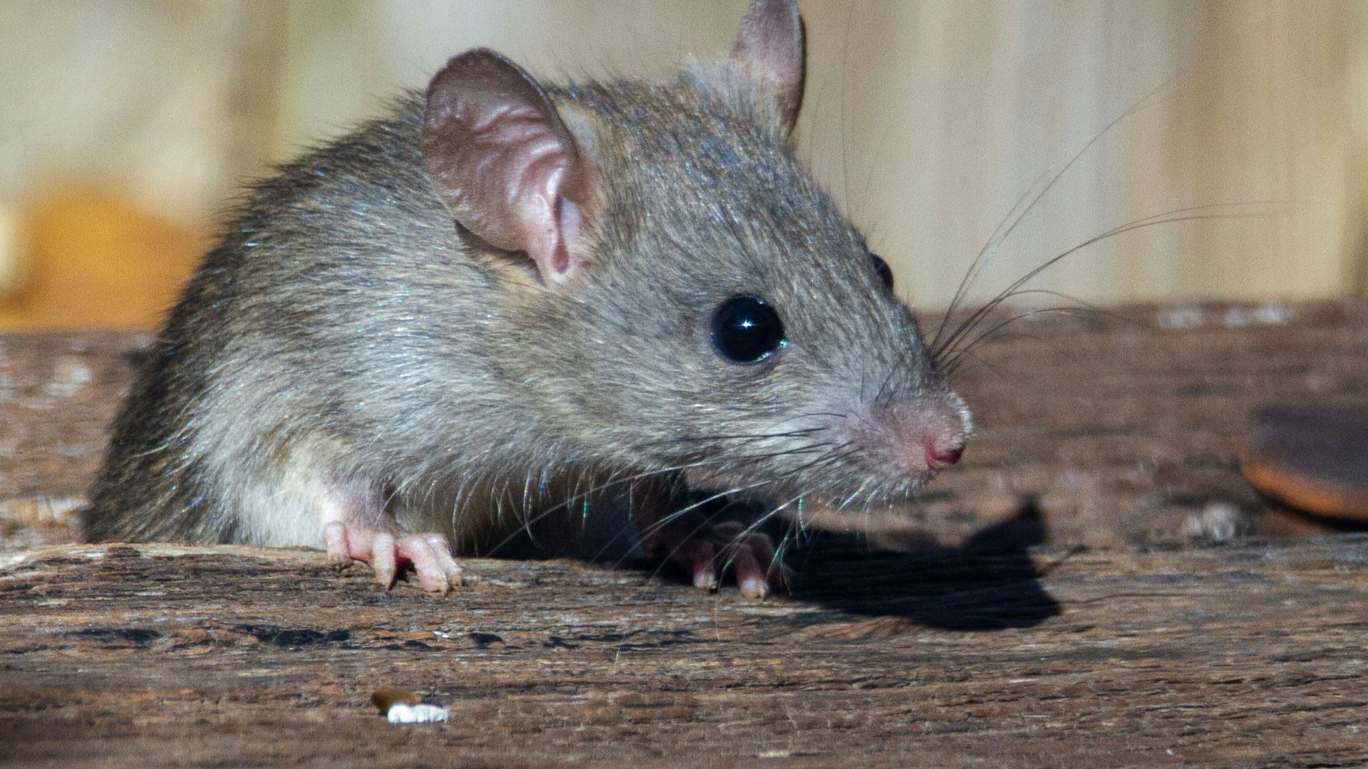 20. Extermination des rats domestiques à l'aide de strychnine