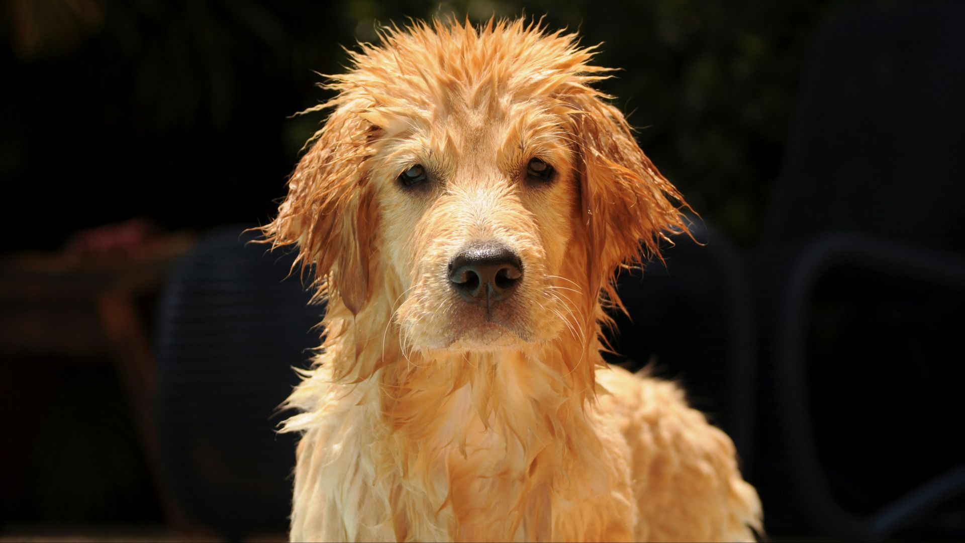 11. Odeur de chien mouillé ou d'animal de compagnie