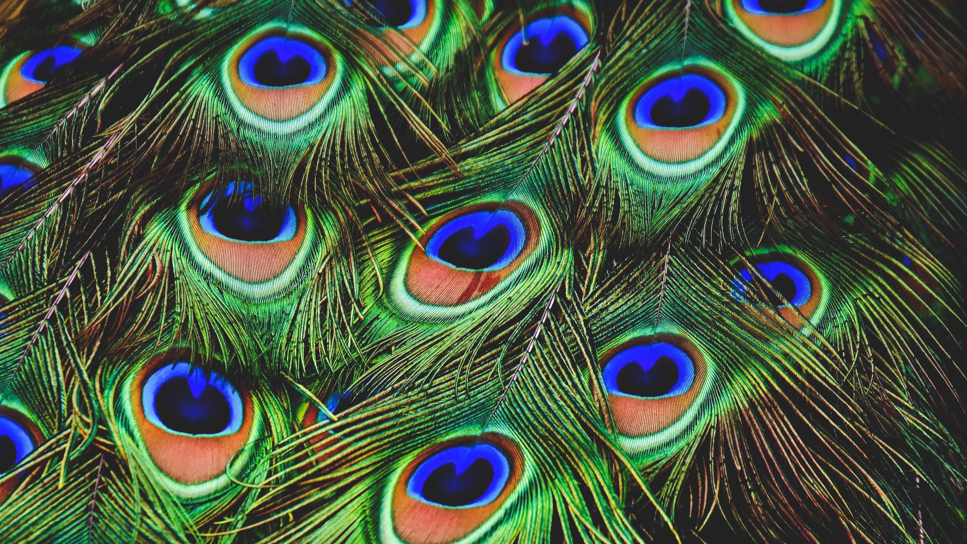 9. Imprimé « plumes de paon »