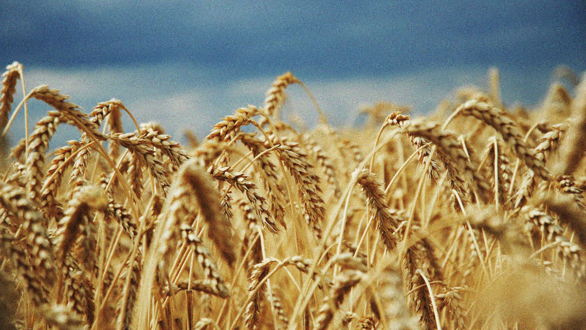 19. Les céréales, c'était en gros ton salaire