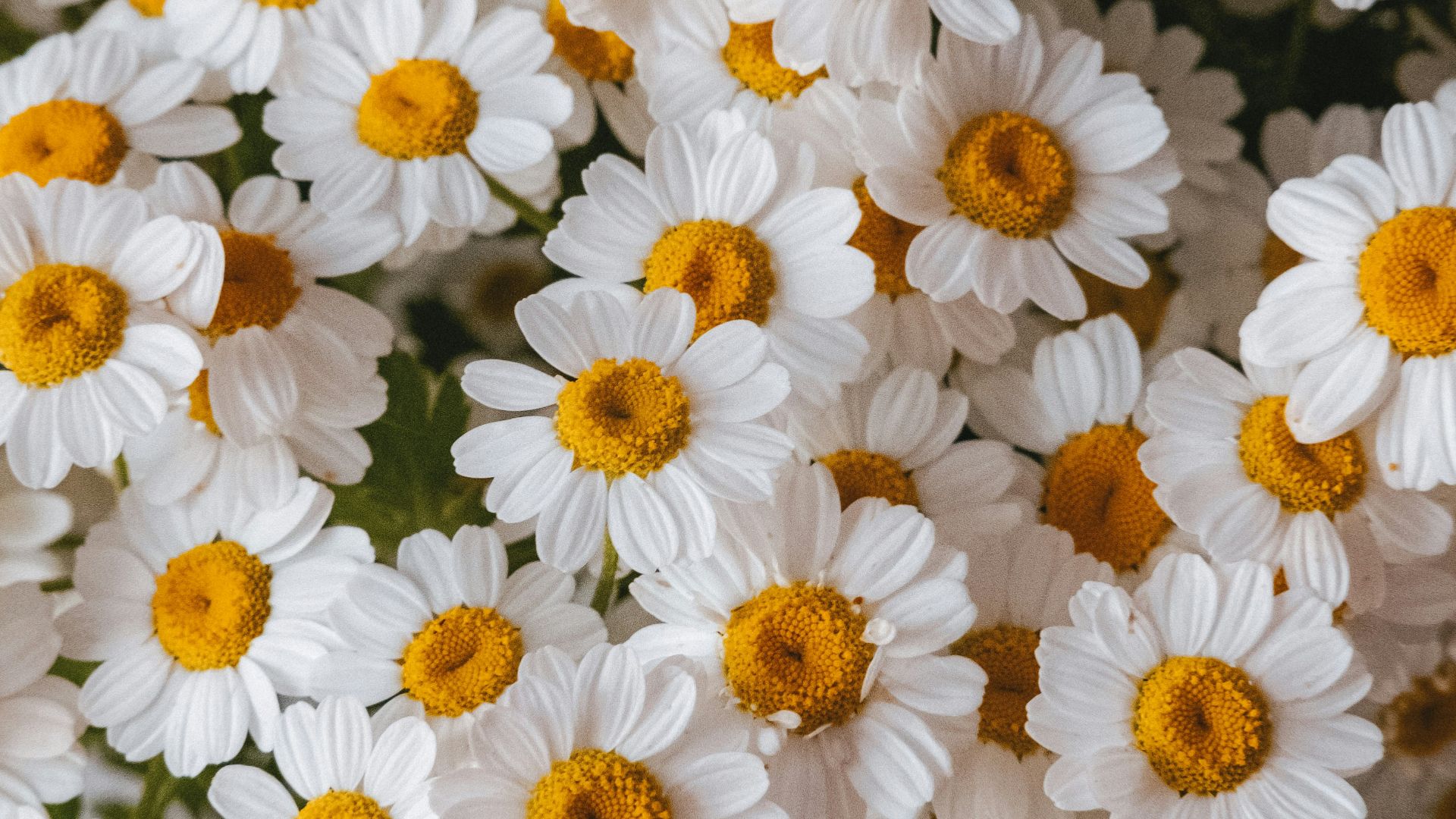 3. Camomille