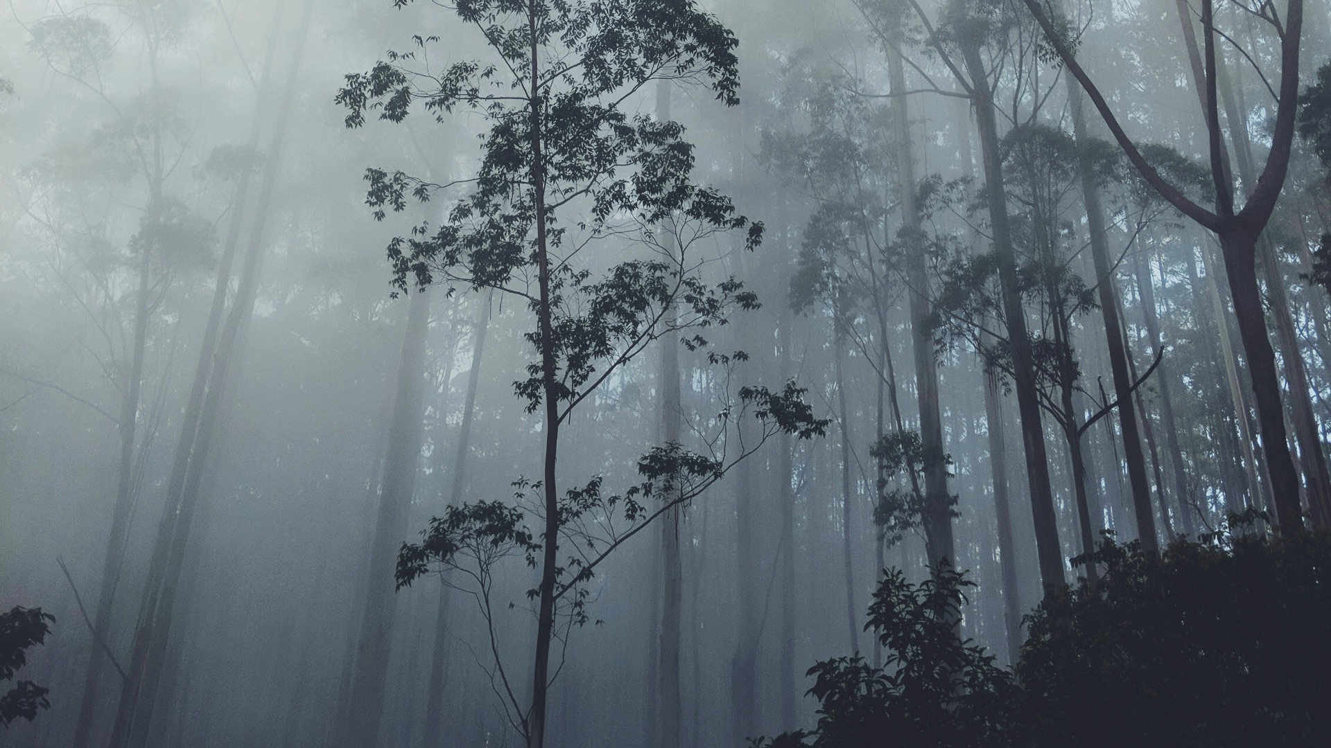 15. La rencontre de la forêt de Rendlesham