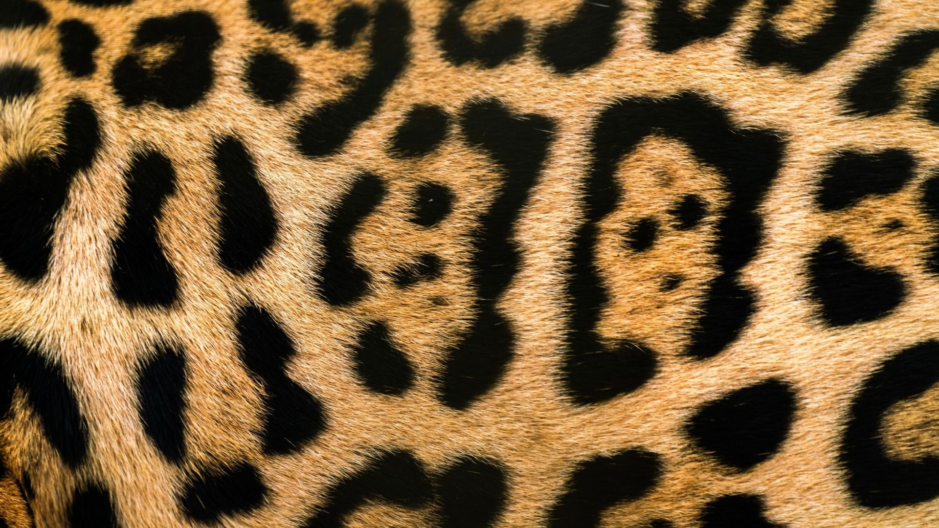 10. Motif ocelot