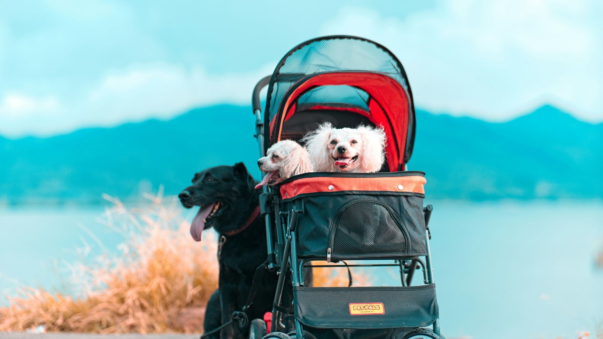 13. Poussettes haut de gamme pour animaux de compagnie