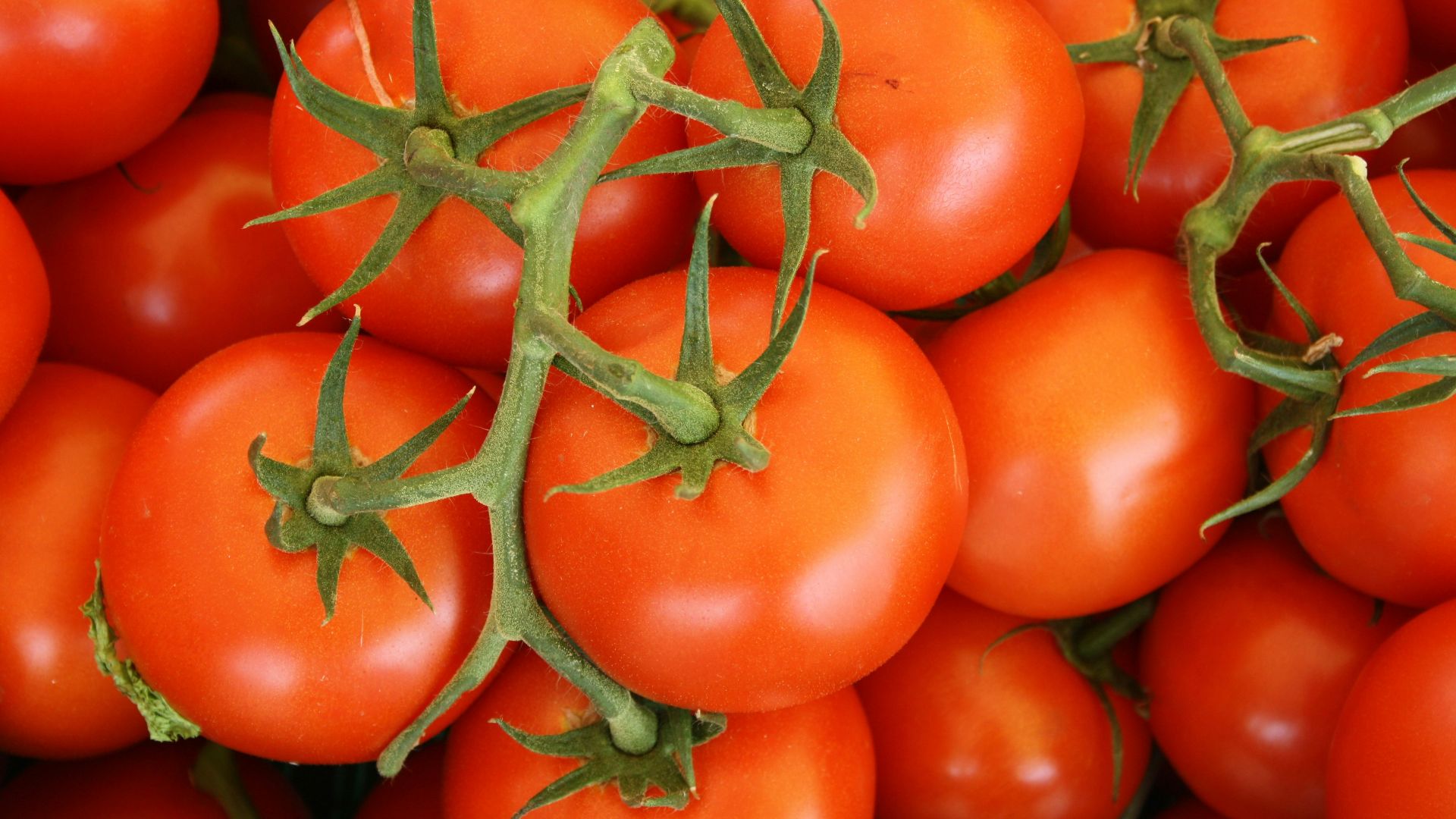 13. Tomates