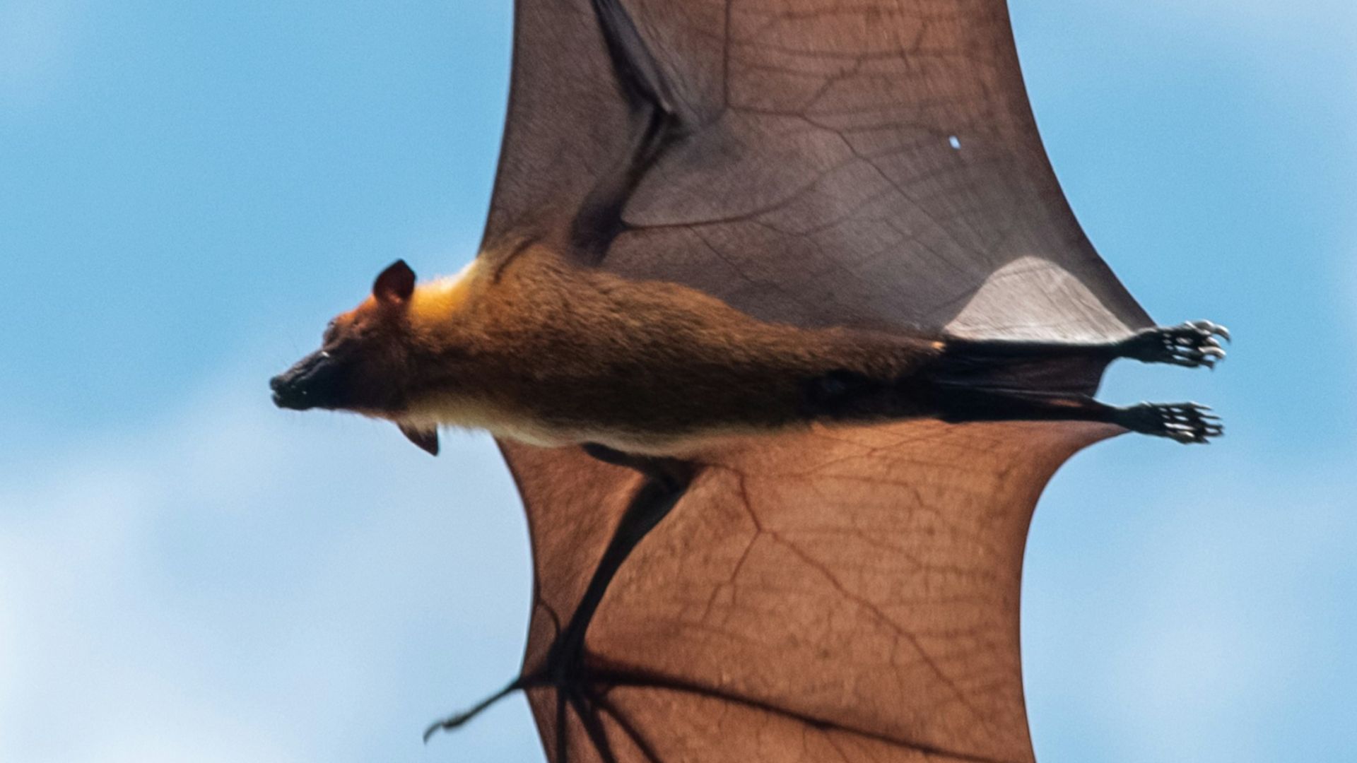 14. S'épiler avec du sang de chauve-souris