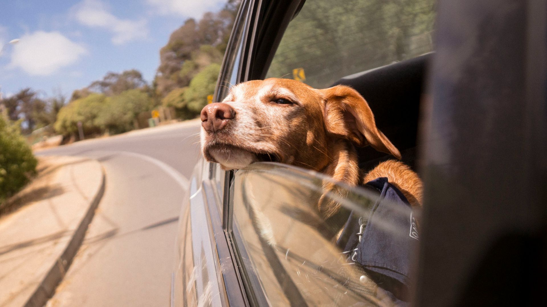11. Quelle quantité de poils d'animaux y a-t-il ?