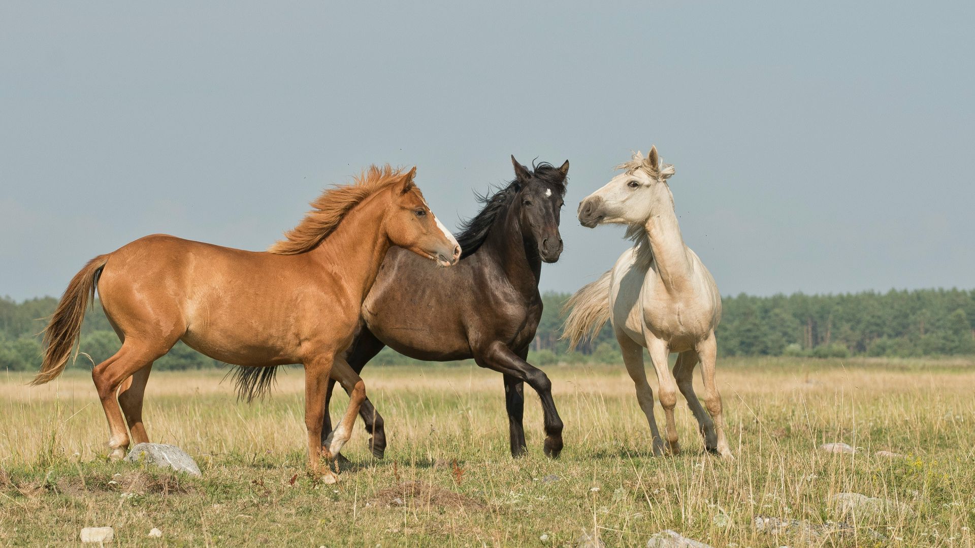 17. La viande de cheval était associée à des pratiques païennes
