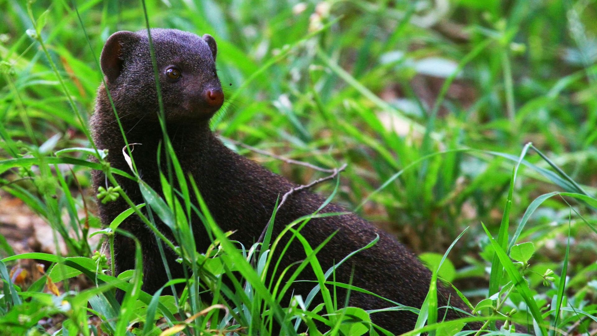 20 Animals We Thought Were Extinct—But We Were Wrong