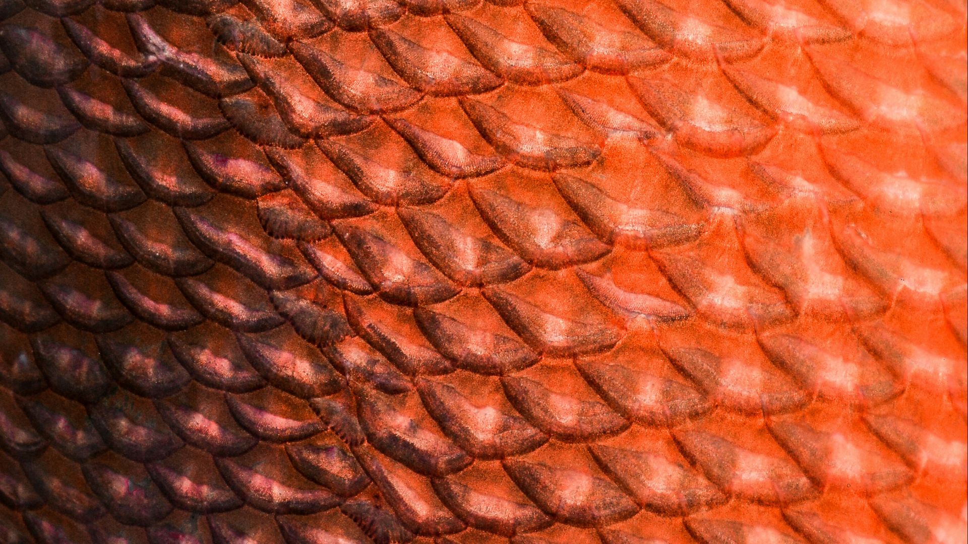 14. Imprimé « écailles de poisson »
