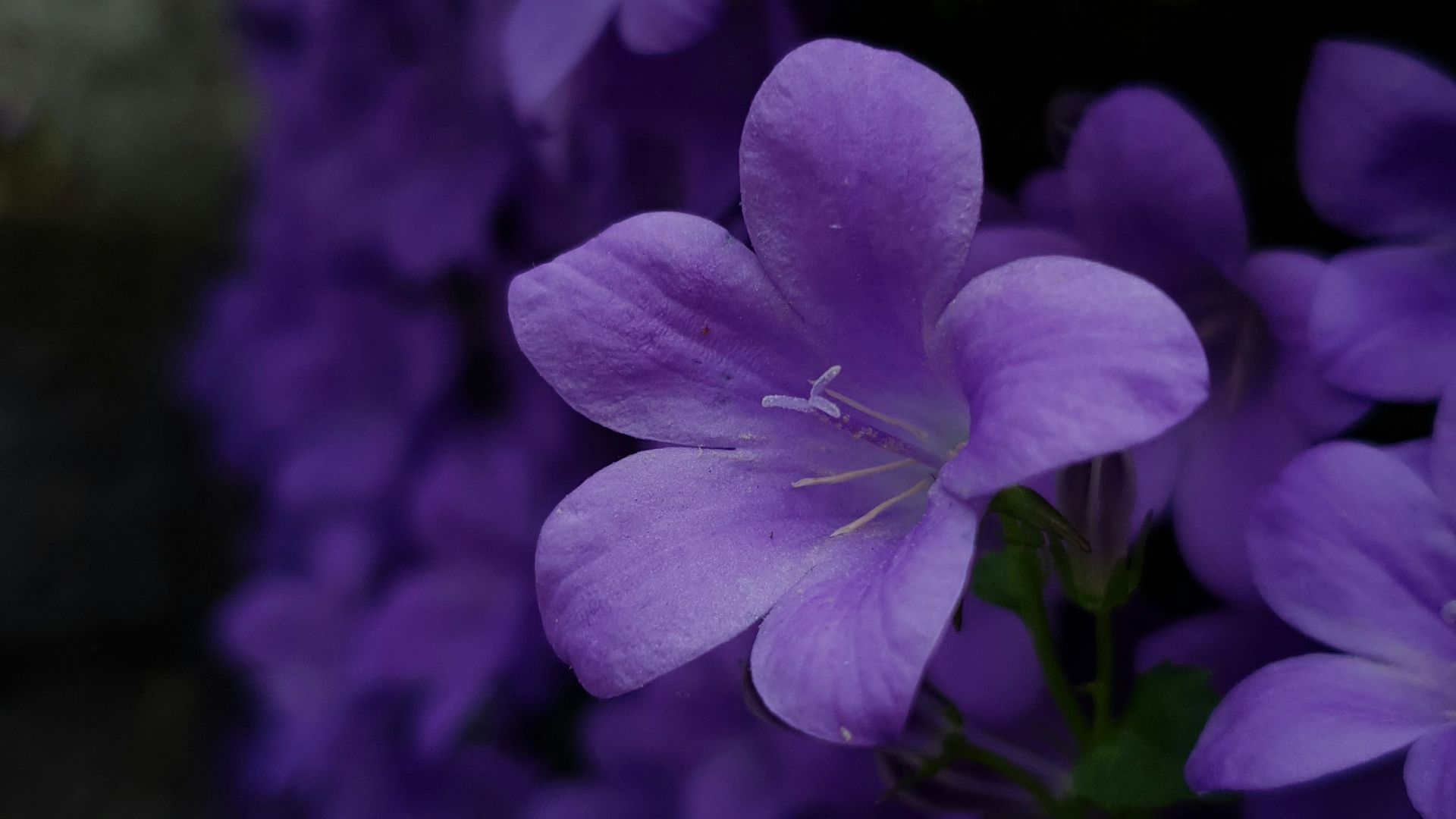 8. Violet