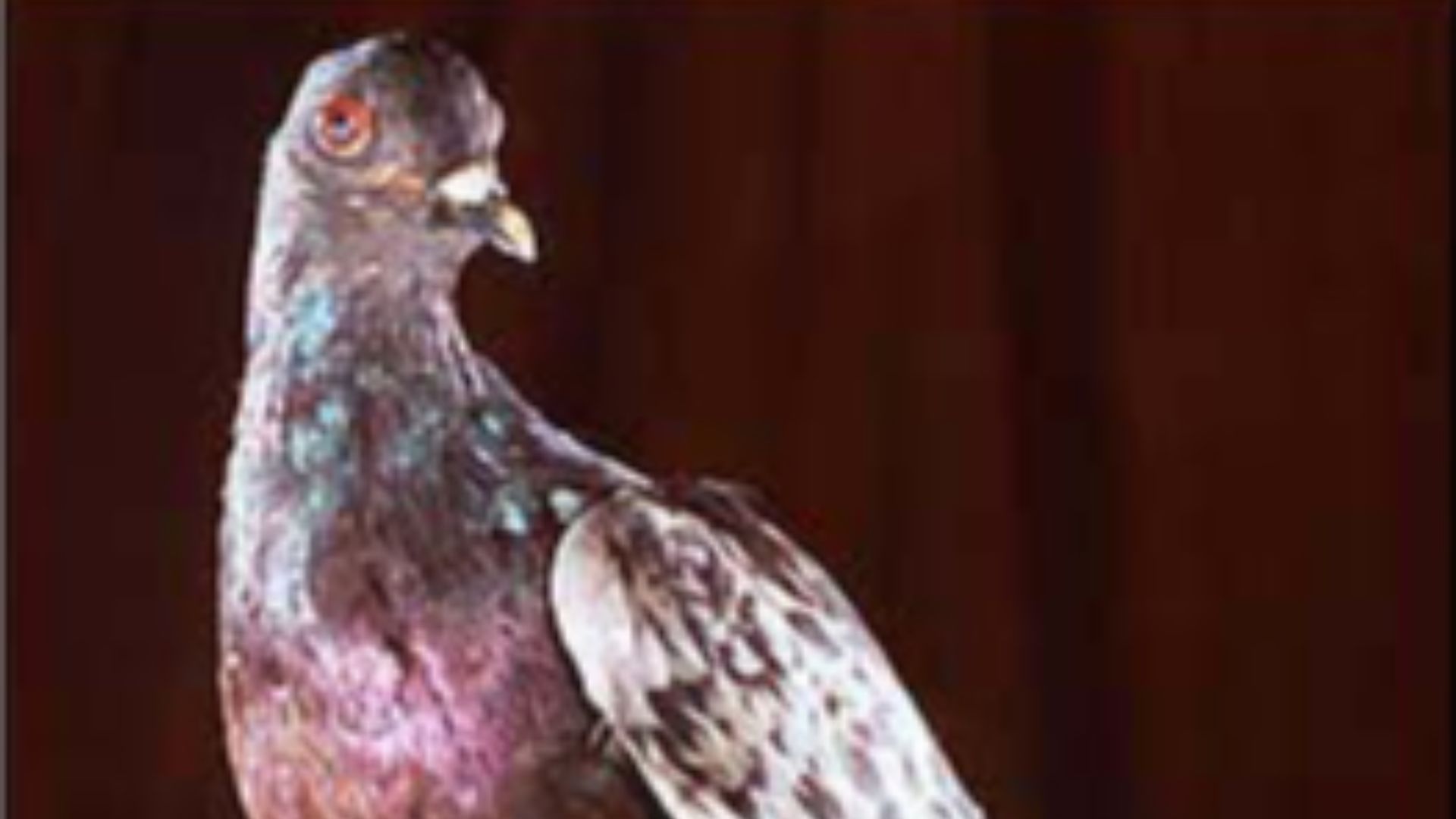 1. Cher Ami