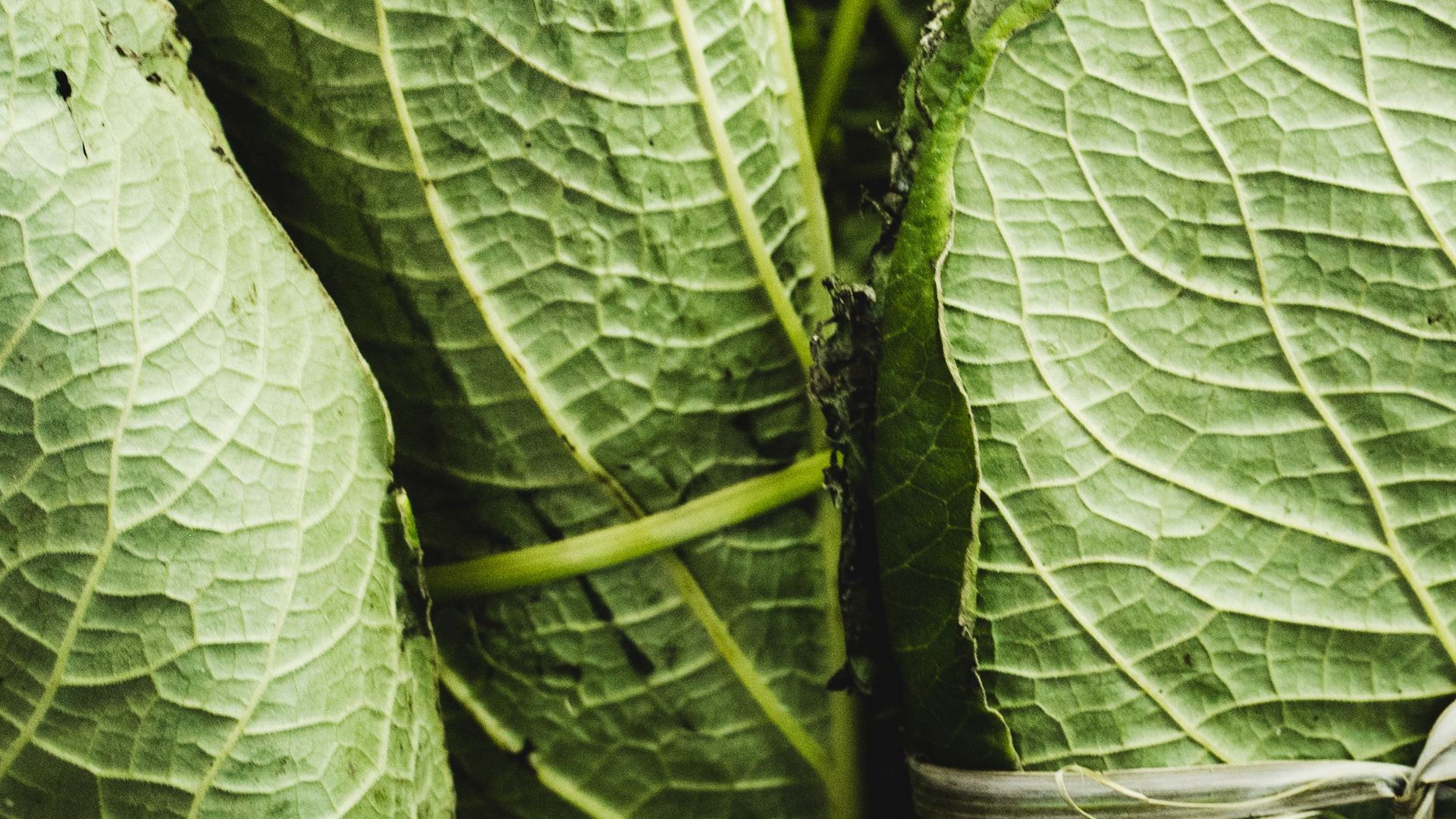 11. Lau Lau d'Hawaï