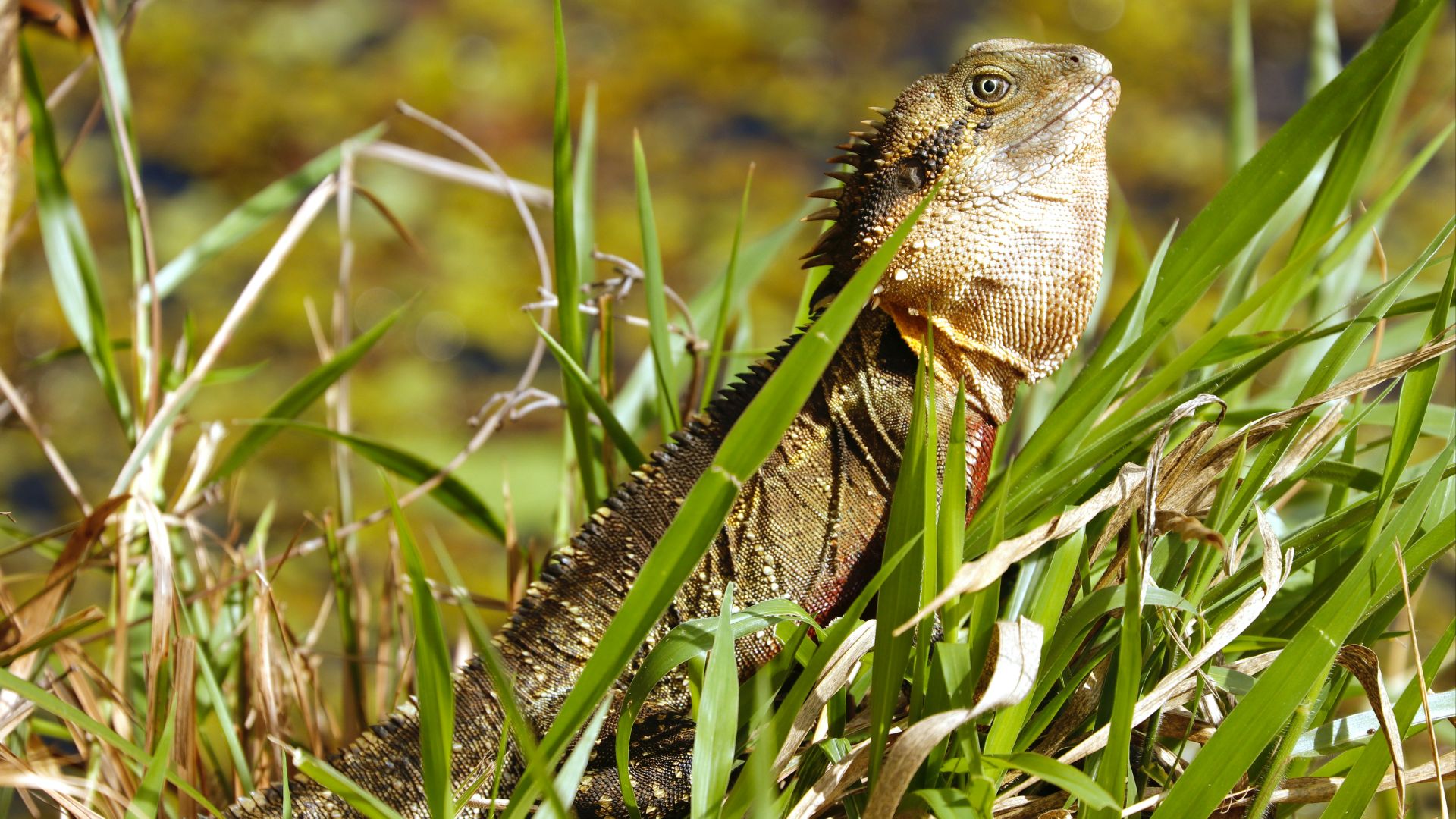 17. Dragon sans oreilles des prairies de l'État de Victoria
