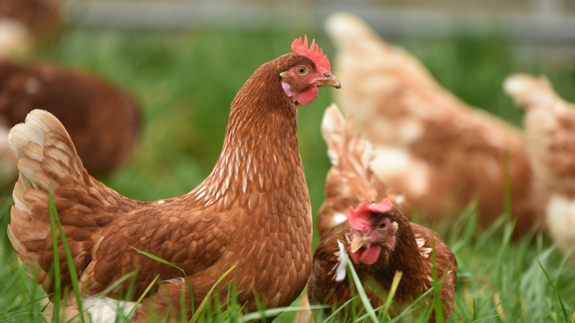 5. Nourrir les poulets sacrés avant la bataille