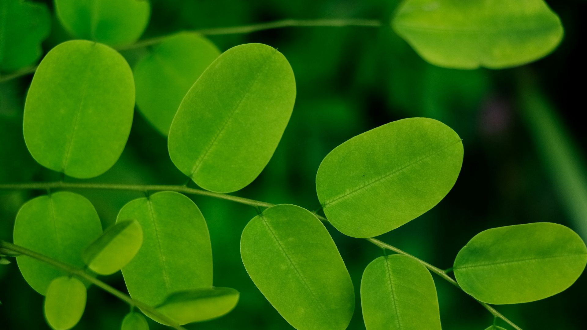 5. Feuilles de moringa
