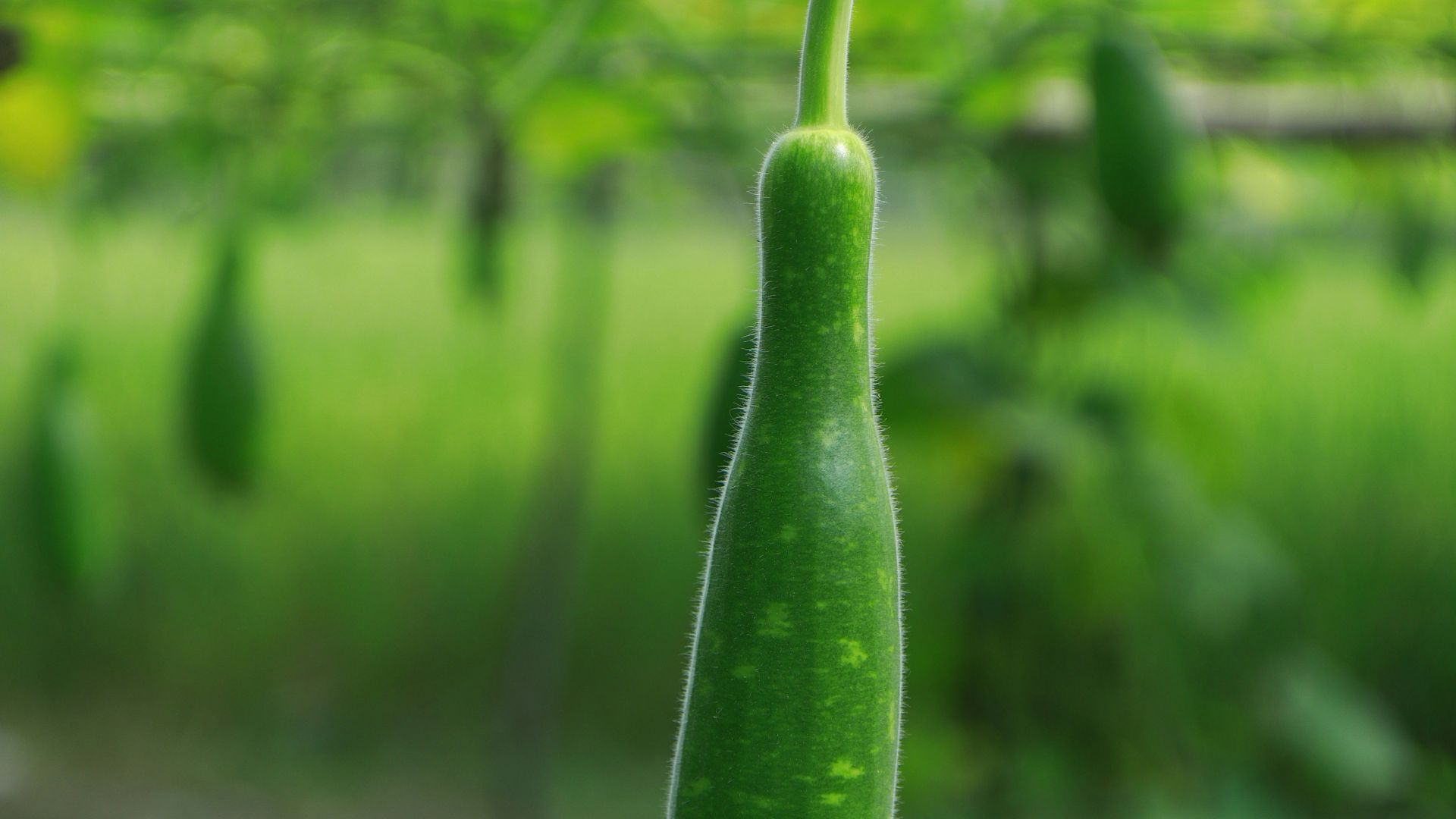 16. Courge-bouteille