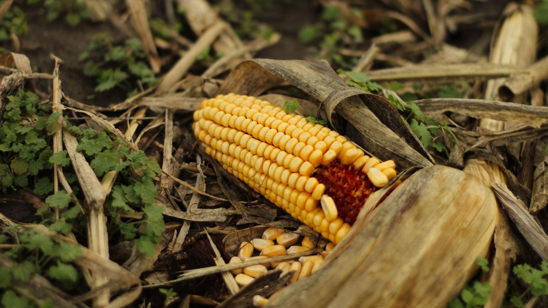 10. Une seule mauvaise récolte pourrait entraîner la famine