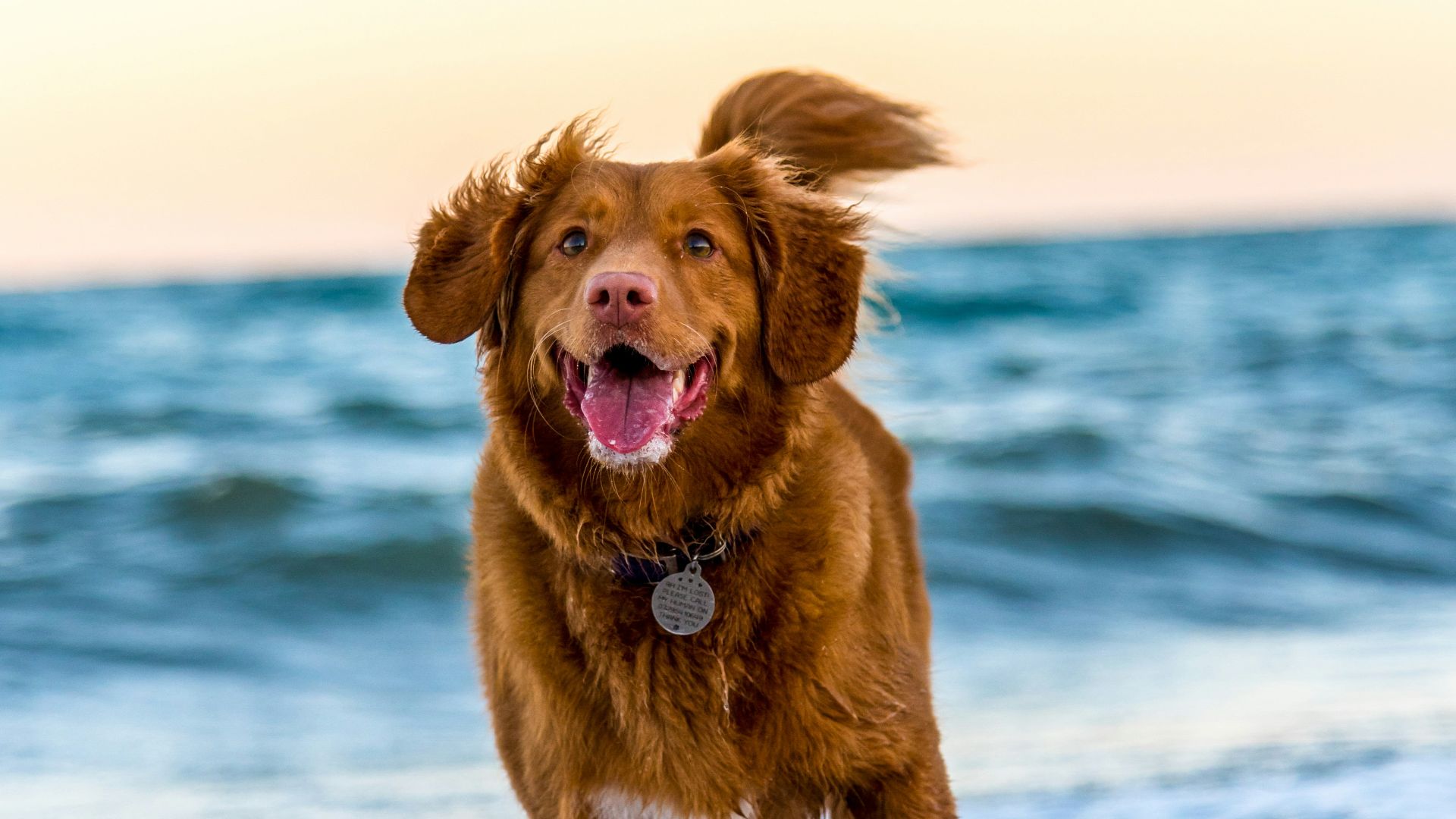 9. Les chiens