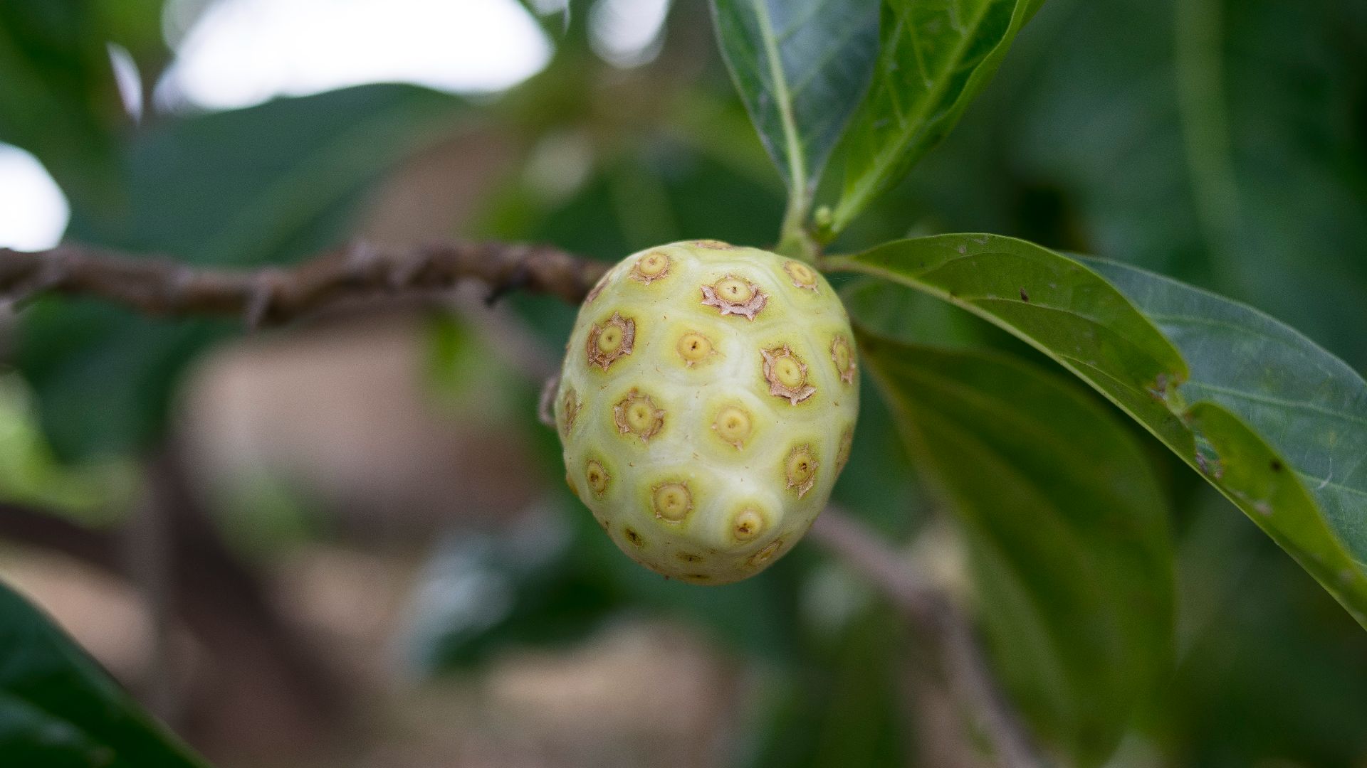 5. Le fruit du noni