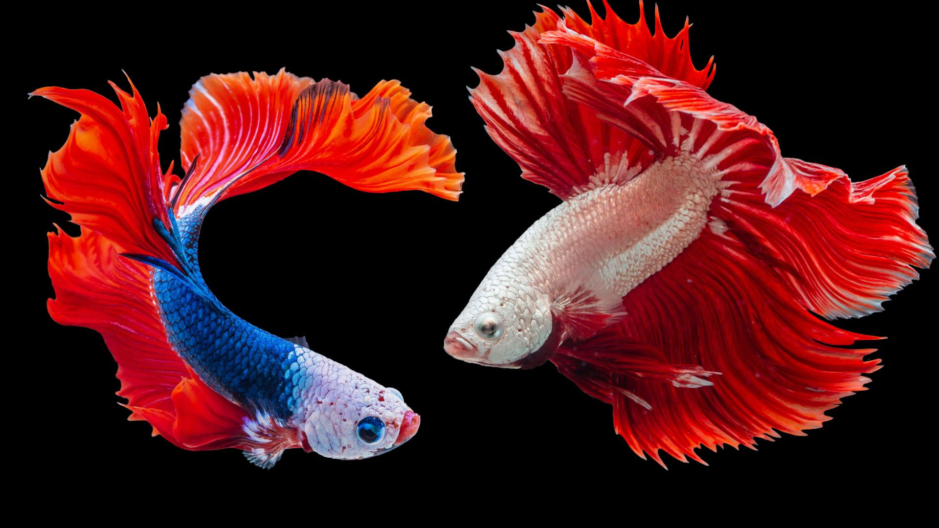 4. Faire le deuil d'un poisson de compagnie