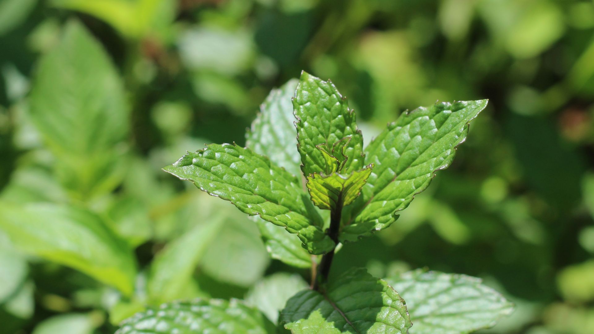 1. Menthe poivrée
