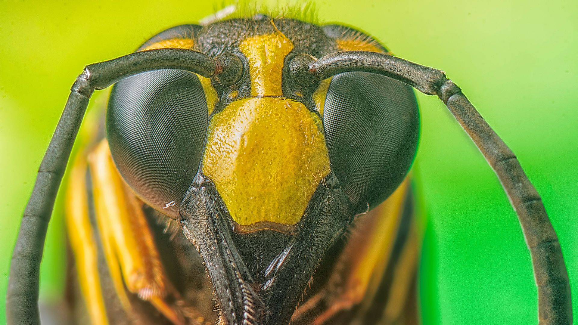 16. L'abeille géante de Wallace