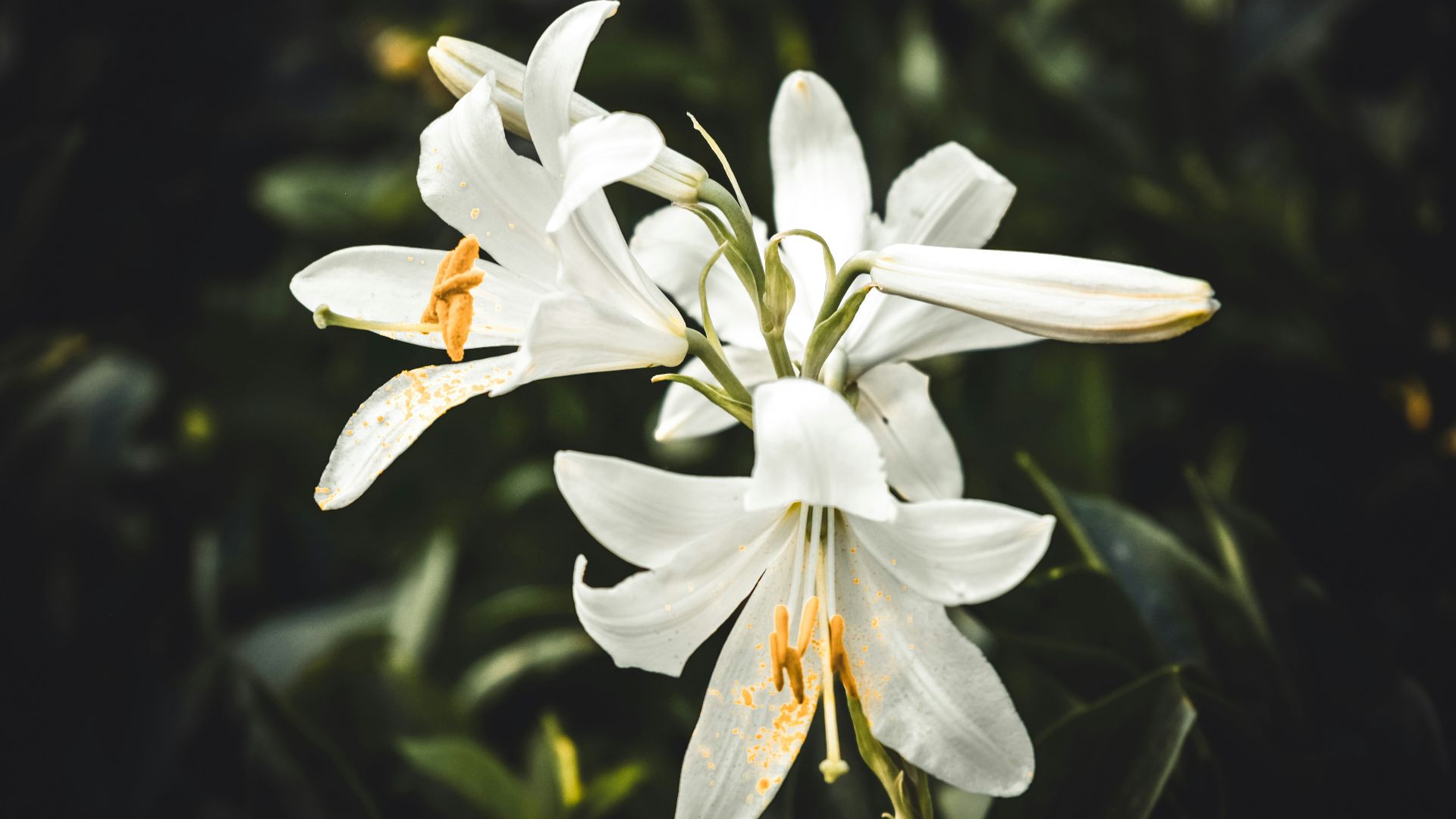 4. Lily