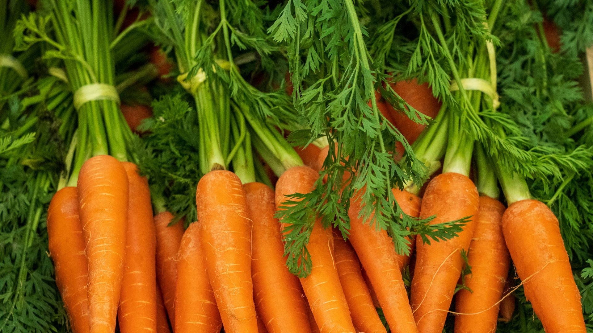 12. Carottes