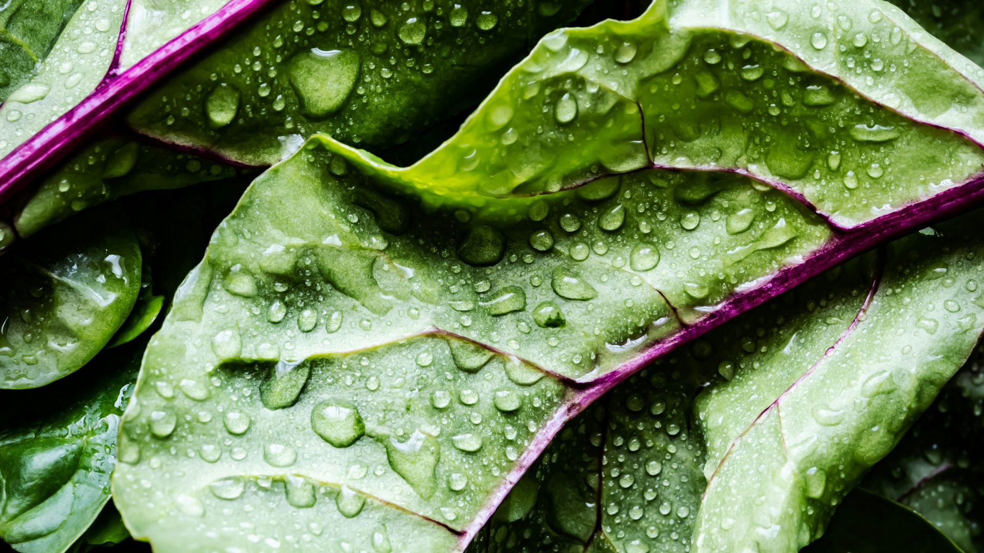 1. Salade en sachet