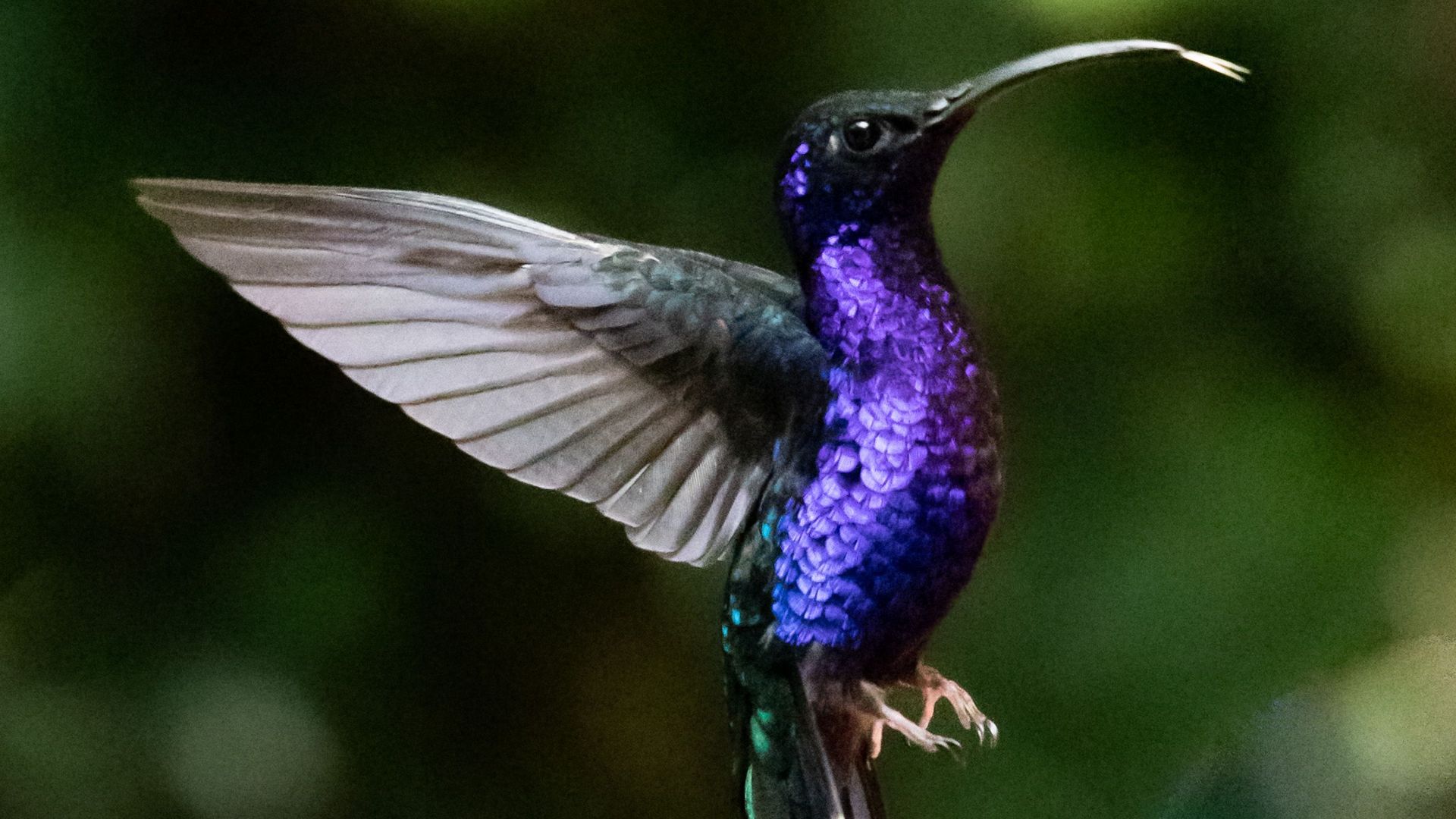 18. Colibri à ailes en sabre de Santa Marta
