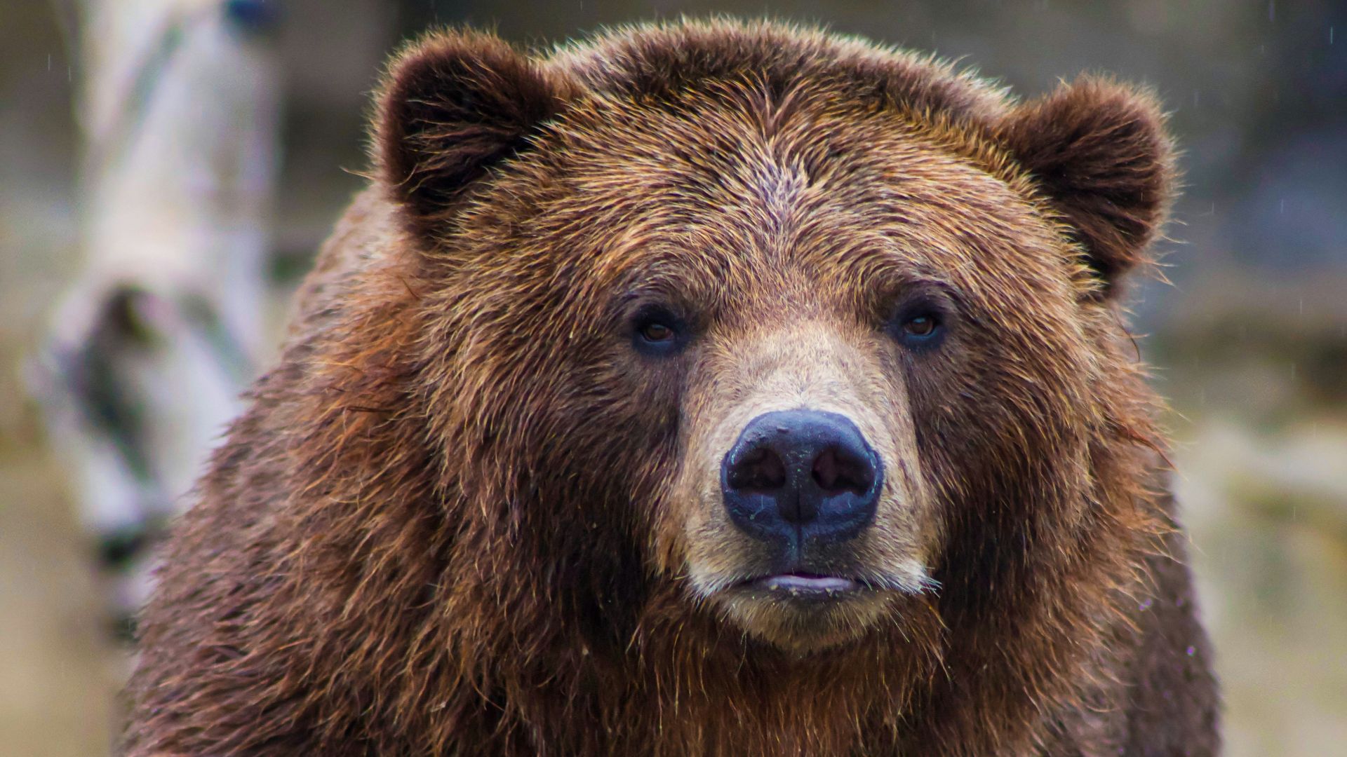 20. Timothy Treadwell