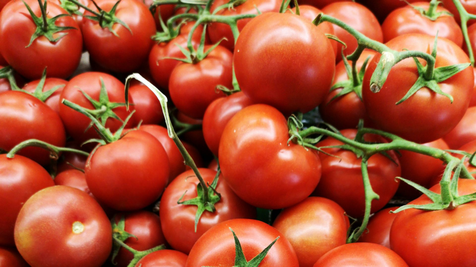 1. Les tomates toxiques
